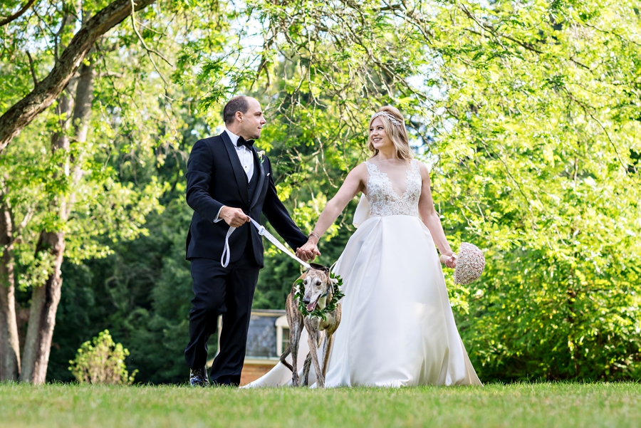 A bride and groom walk with their greyhound through the park at their Michigan Wedding.
